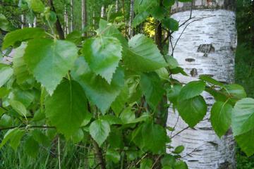 Photo 50