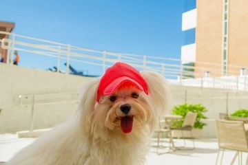 Pet-friendly amenities