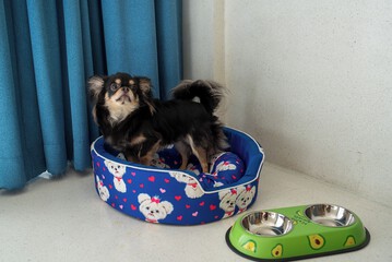 Pet-friendly amenities
