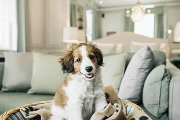 Pet-friendly