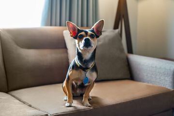 Pet Friendly 29 of 30