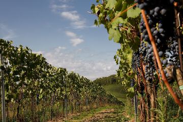 Vineyard