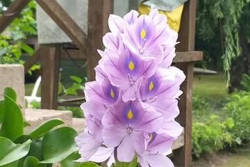 Photo 32