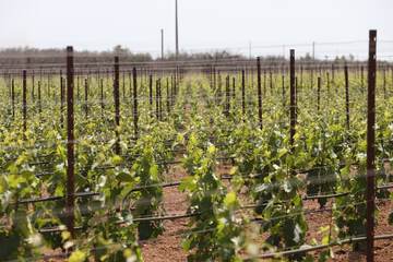 Vineyard