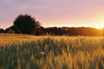 Land view from property