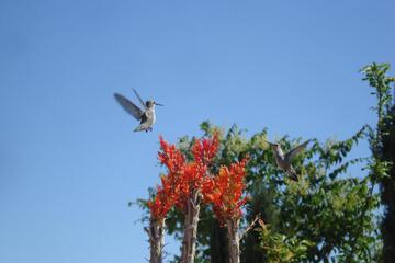 Photo 42