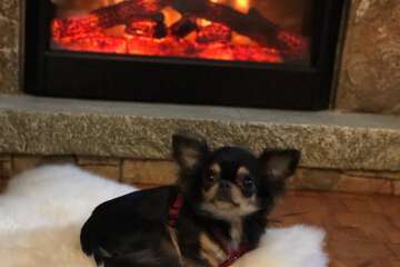 Pet-friendly
