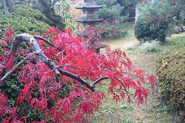 Japanese garden