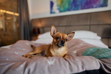 Pet-friendly