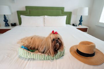 Pet-friendly