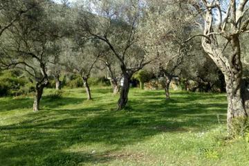 Photo 48