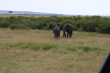 Game viewing