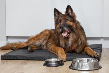 Pet-friendly