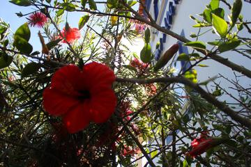 Photo 55