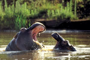 Game drive