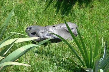 Photo 31