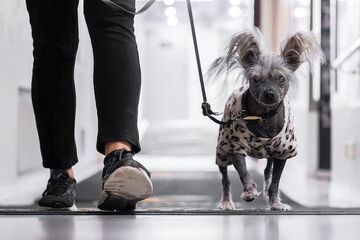 Pet-friendly