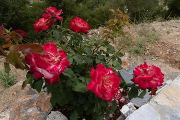Photo 42
