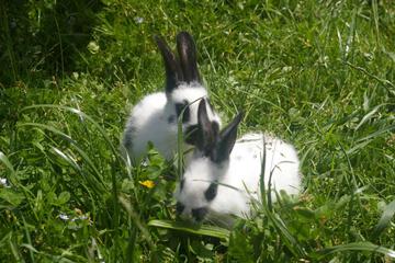 Photo 44