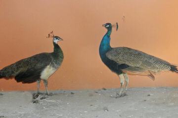 Game viewing