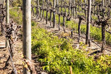 Vineyard