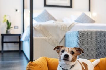 Pet-friendly