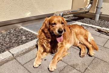 Pet-friendly