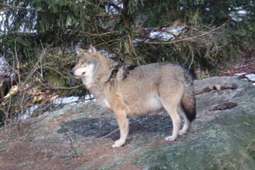Photo 29