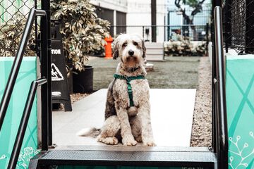 Pet-friendly amenities
