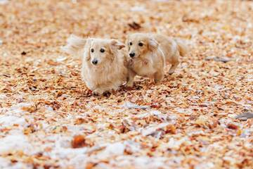 Pet-friendly amenities
