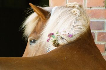 Horseback riding