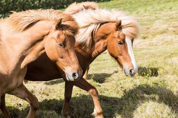 Horseback riding