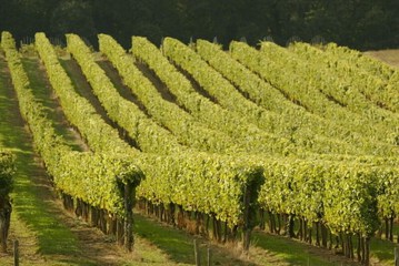 Vineyard