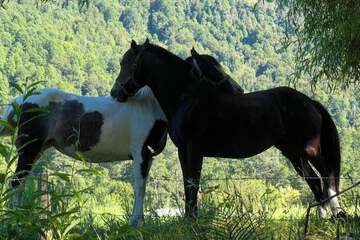 Horseback riding