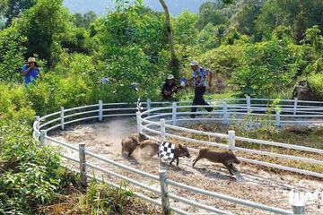 Game viewing