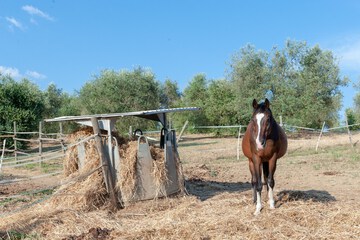 Horseback riding