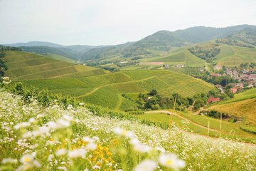 Land view from property
