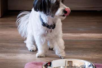 Pet-friendly amenities