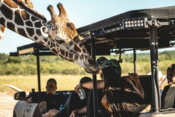 Safari