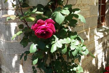Photo 33
