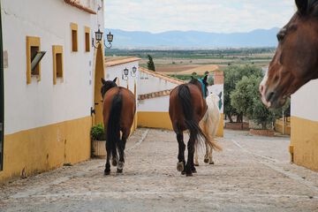 Horseback riding