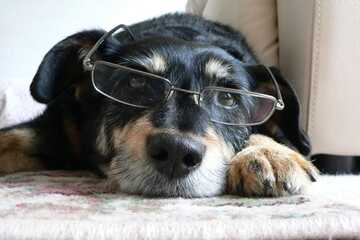 Pet Friendly 34 of 34