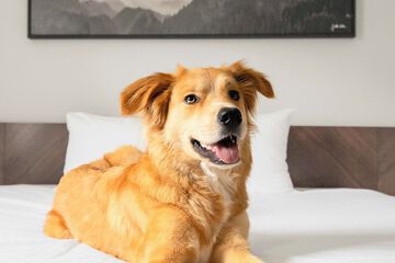 Pet-friendly