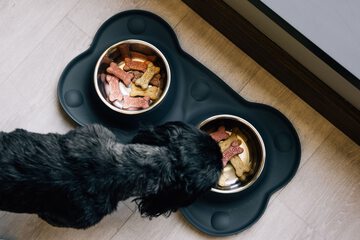 Pet Friendly 82 of 90