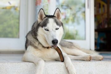 Pet-friendly