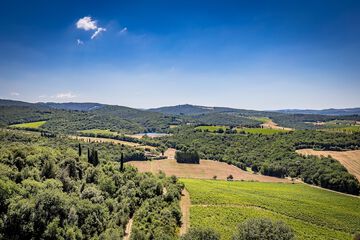 Vineyard view