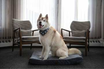Pet-friendly