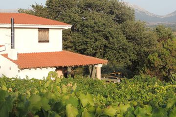 Vineyard