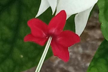 Photo 70