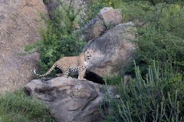 Safari